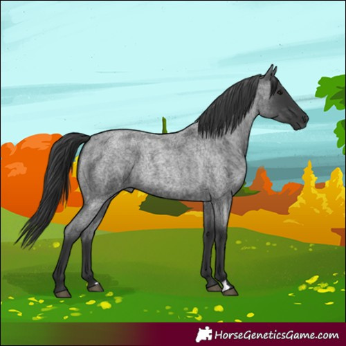 Horse Color:Blue Roan 