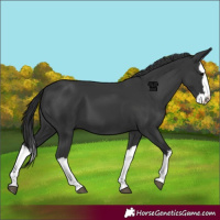 Horse Color:Black Splash 
