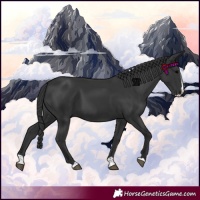 Horse Color:Black Splash