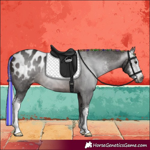 Horse Color:Gray Painted Silver Brown Sabino Appaloosa 