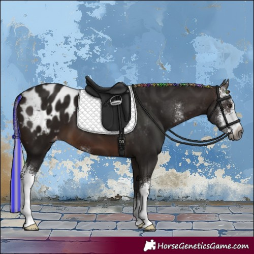 Horse Color:Gray Painted Silver Brown Sabino Appaloosa 