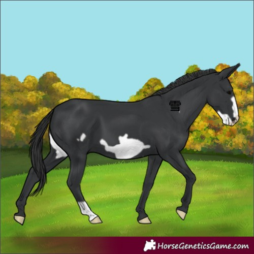 Horse Color:Black Frame