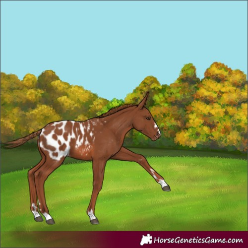 Horse Color:Chestnut Appaloosa 