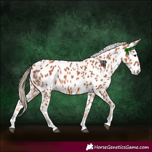 Horse Color:Chestnut Appaloosa 