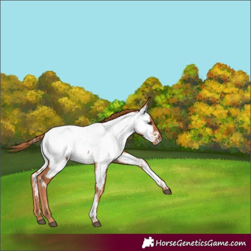 Horse Color:Chestnut Appaloosa 