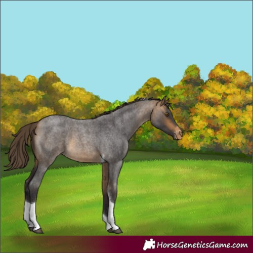 Horse Color:Buckskin Roan Tobiano Appaloosa 