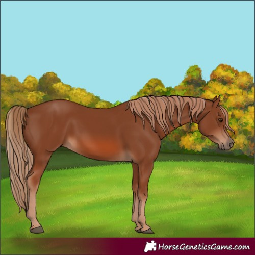 Horse Color:Chestnut 