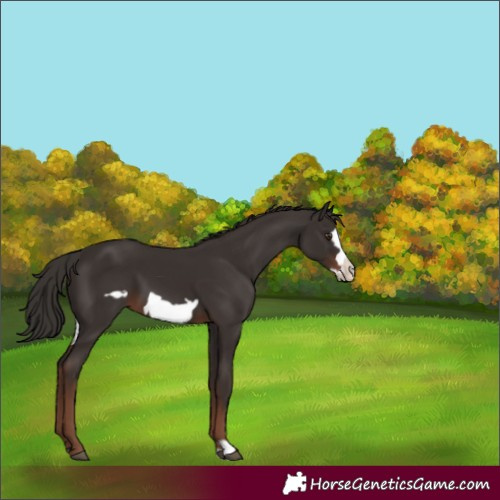 Horse Color:Liver Chestnut Frame