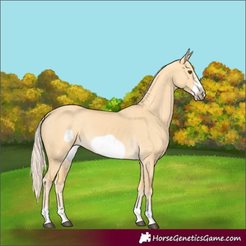 Horse Color:Palomino Dun Frame