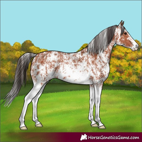 Horse Color:Bay Sabino Rabicano  and Bay Sabino Rabicano 