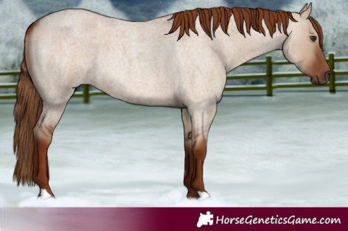 Horse Color:Red Dun Roan