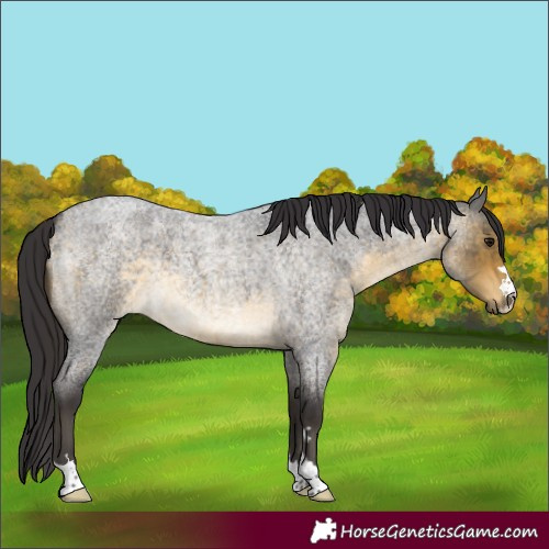 Horse Color:Buckskin Roan 