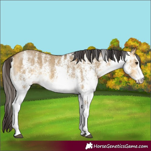 Horse Color:White Spotted Buckskin Dun