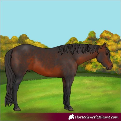 Horse Color:Brown 