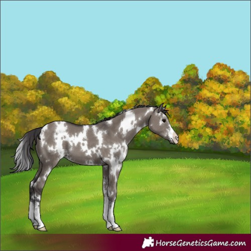 Horse Color:White Spotted Smoky Grullo 