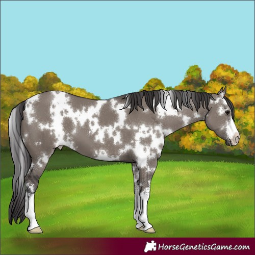 Horse Color:White Spotted Smoky Grullo 