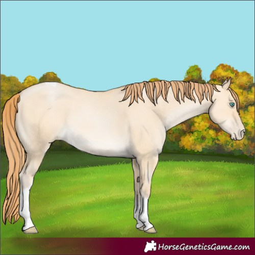 Horse Color:Buckskin Pearl Dun Tobiano 