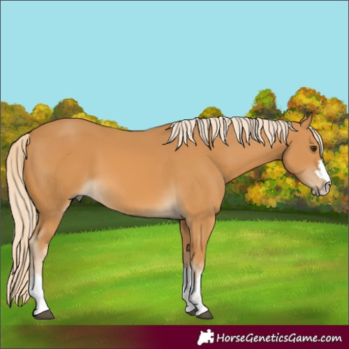 Horse Color:Palomino 