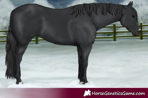 Horse Color:Black 