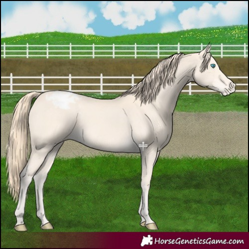 Horse Color:Perlino Varnish