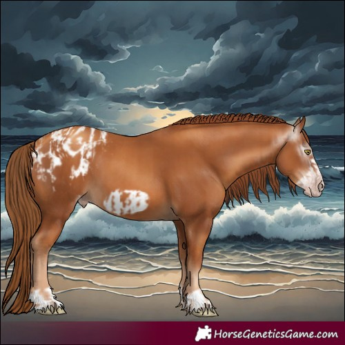 Horse Color:Gray Gold Champagne Appaloosa  and Gray Gold Champagne Frame Appaloosa 