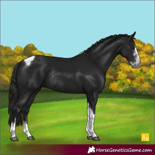 Horse Color:Unknown 