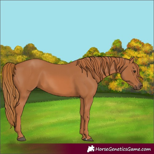 Horse Color:Chestnut 