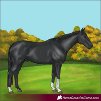 Horse Color:Black Tobiano