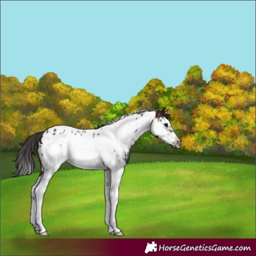 Horse Color:Brown Splash Frame Appaloosa 