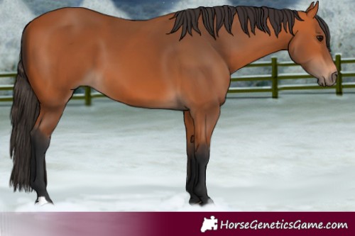 Horse Color:Bay 