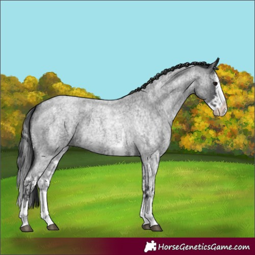 Horse Color:Blue Roan Sabino Splash  and Blue Roan Sabino Splash 