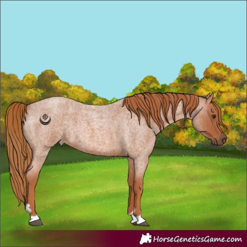 Horse Color:Red Roan