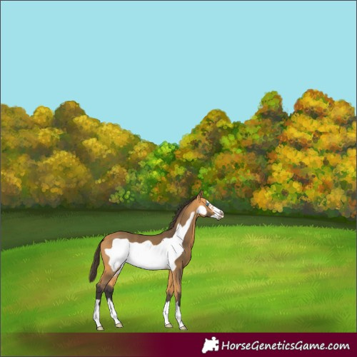 Horse Color:Buckskin Frame 