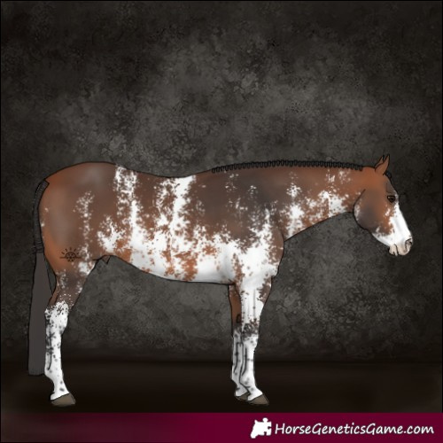 Horse Color:Bay Sabino Rabicano