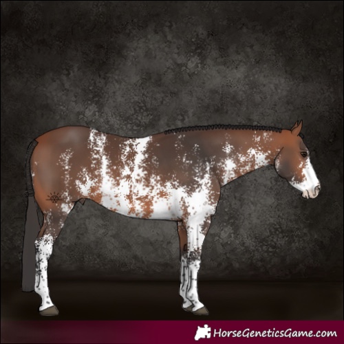Horse Color:Bay Sabino Rabicano 