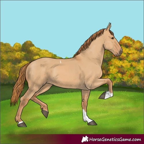 Horse Color:Red Dun Tobiano