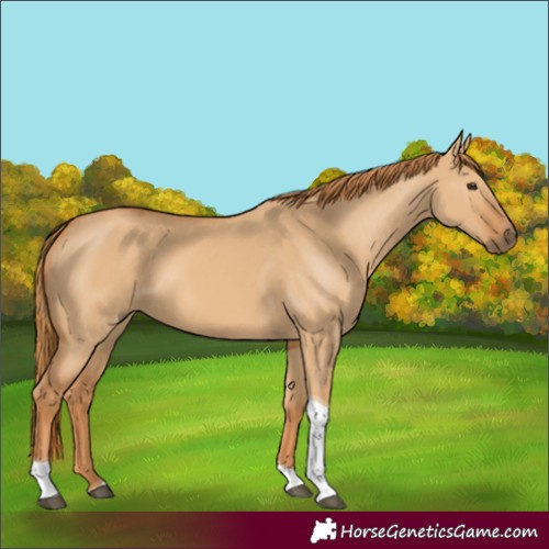Horse Color:Red Dun Tobiano