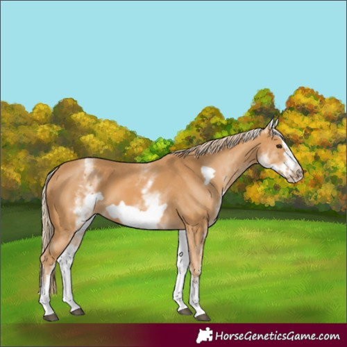 Horse Color:White Spotted Chestnut Frame