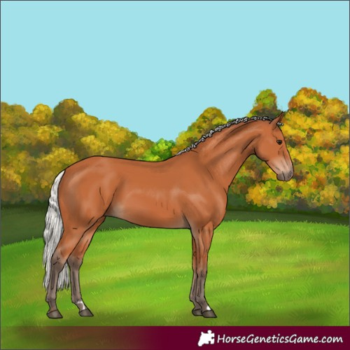 Horse Color:Silver Bay 