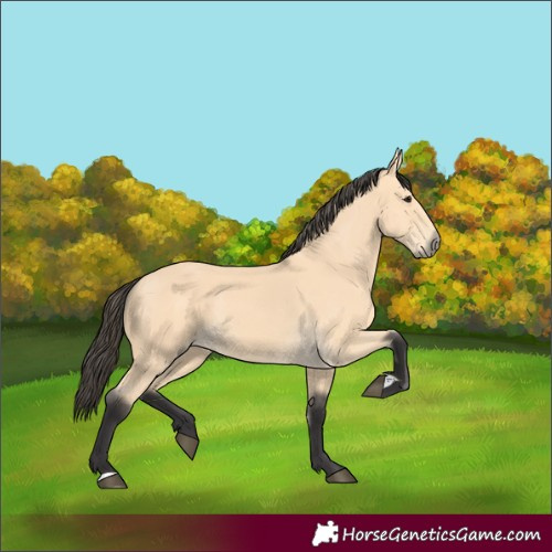 Horse Color:Buckskin