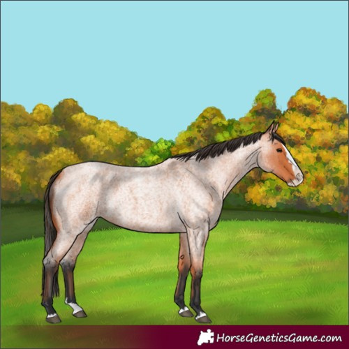 Horse Color:Bay Roan Splash 