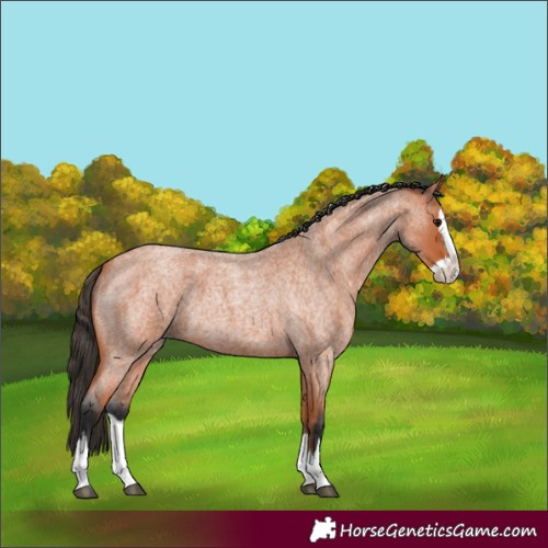 Horse Color:Bay Roan Splash