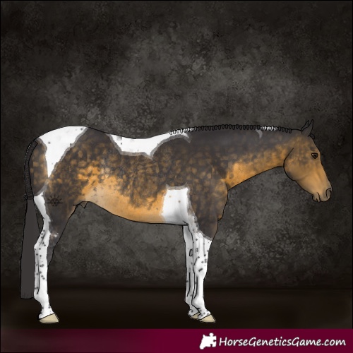 Horse Color:Buckskin Tobiano Rabicano
