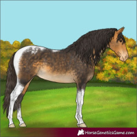 Horse Color:Buckskin Tobiano Appaloosa