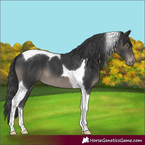 Horse Color:Black Tobiano Appaloosa 