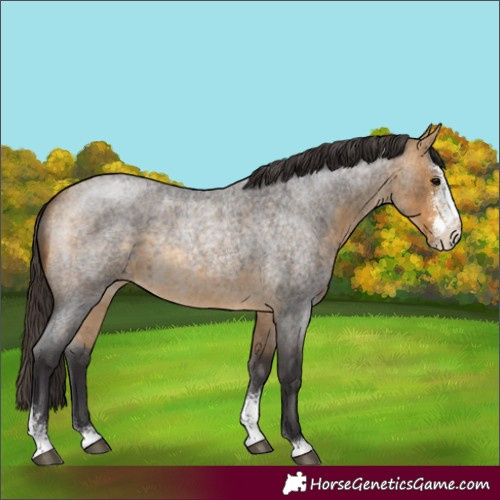 Horse Color:Buckskin Roan Sabino 