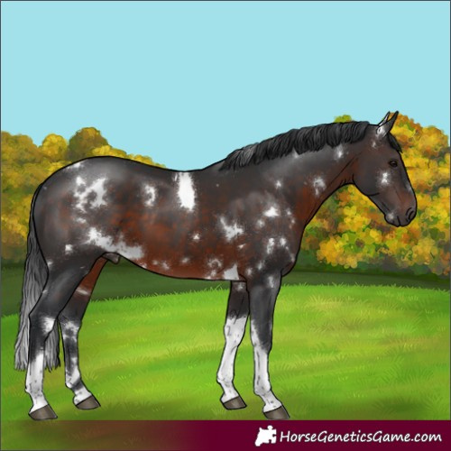 Horse Color:White Spotted Brown Tobiano 