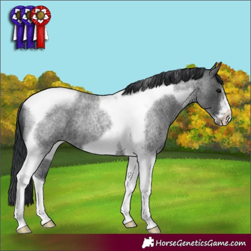 Horse Color:Blue Roan Tobiano Frame 