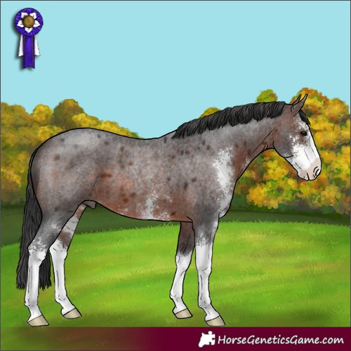 Horse Color:Brown Roan Sabino 