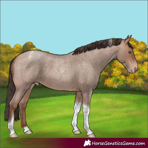 Horse Color:Sable Champagne Roan Tobiano